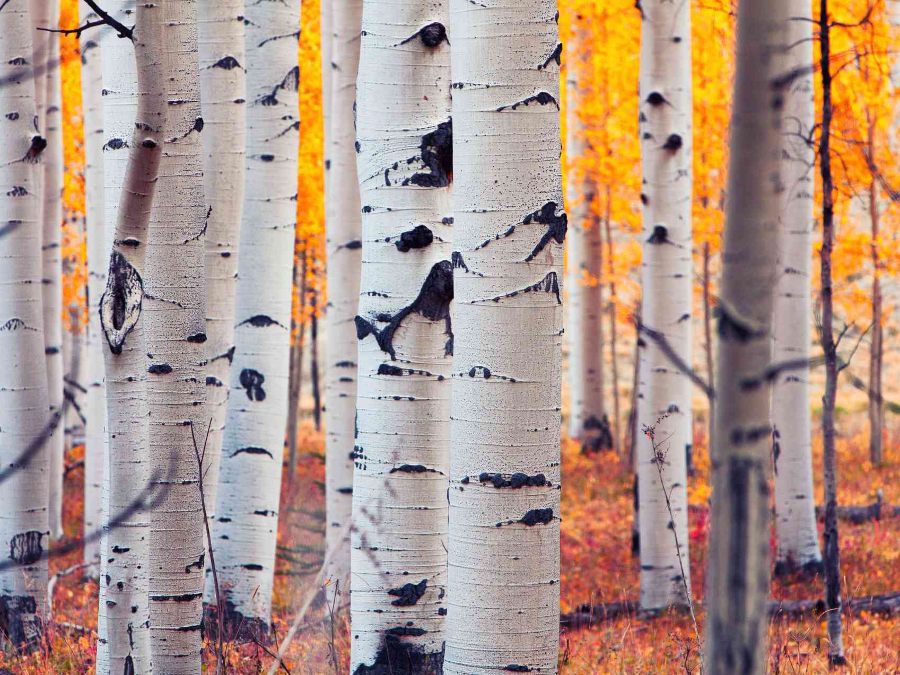 yellow and orange aspen trees