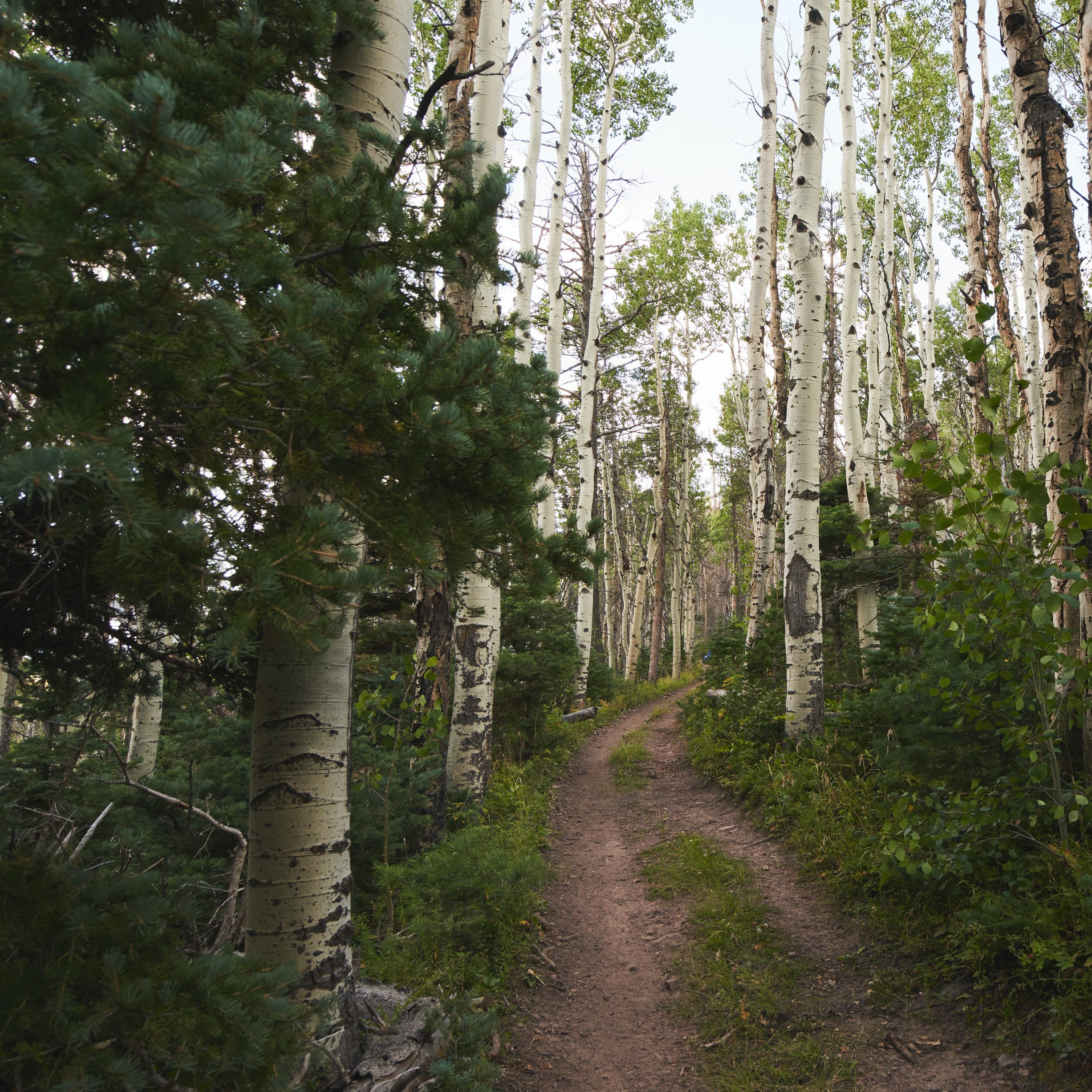 path through aspen trees