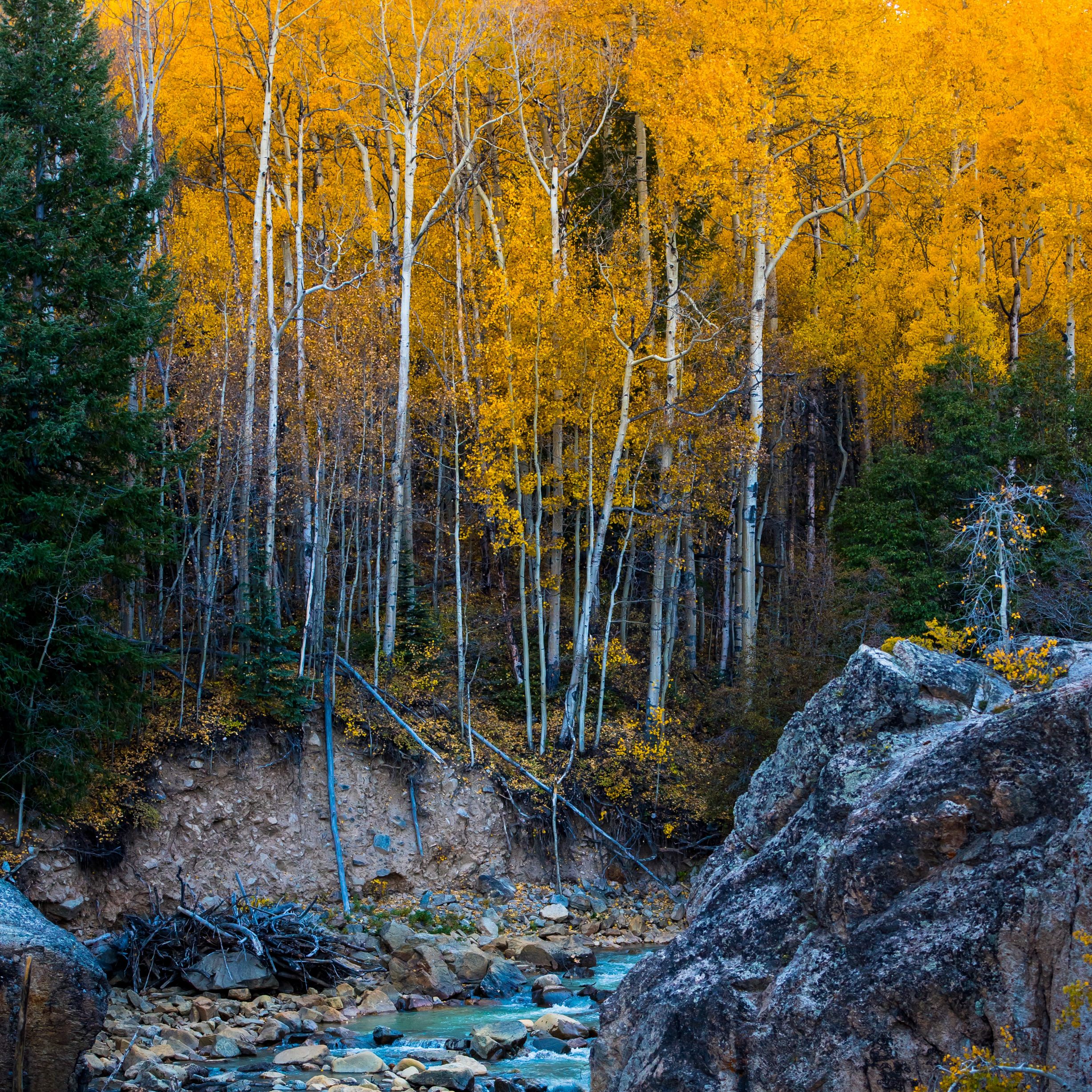 aspen trees next to a river