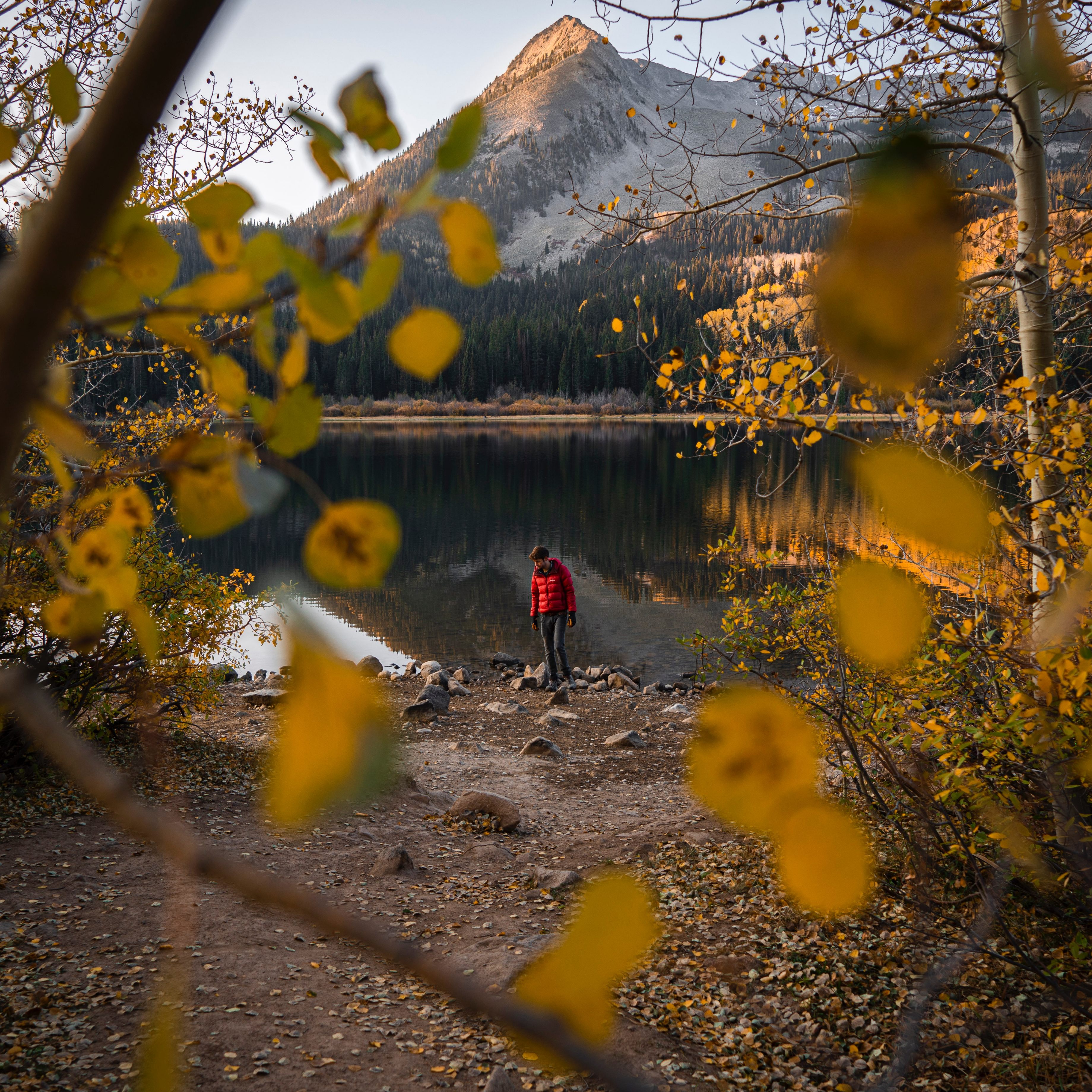 man pictured through aspen leaves