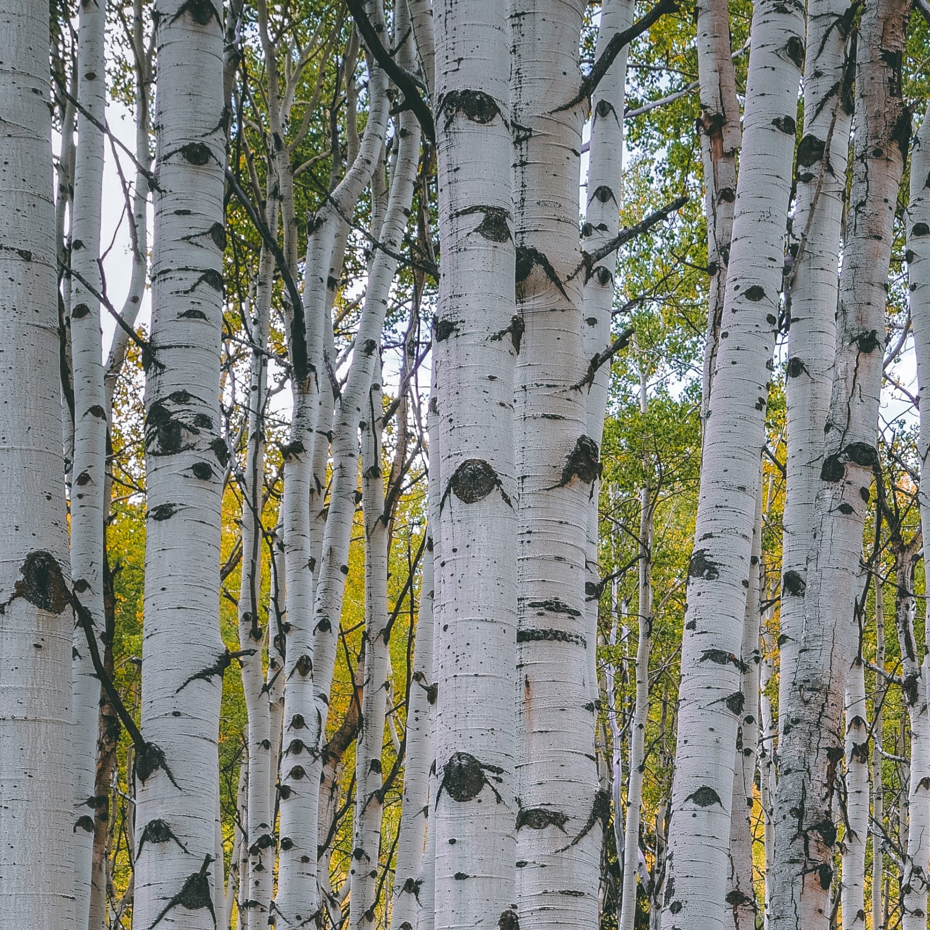 aspen tree trunks